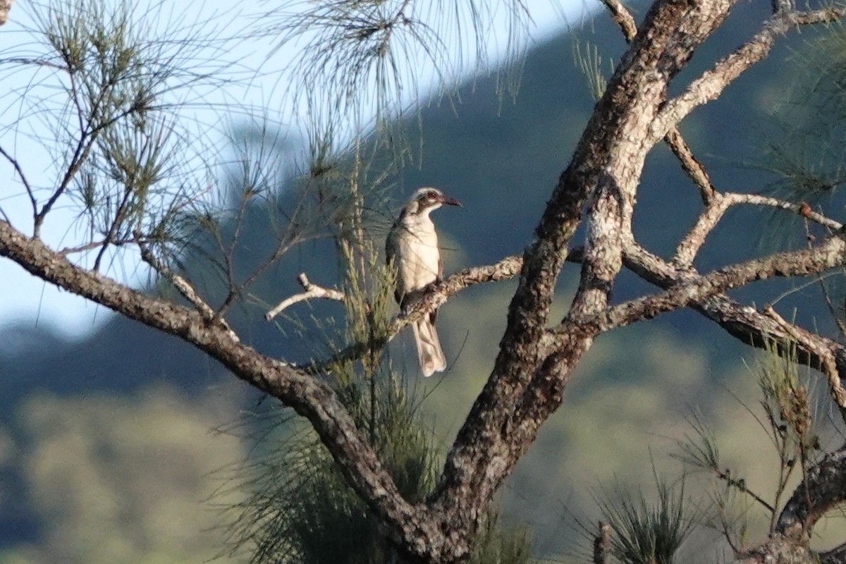 Timor Oriole - ML645720426