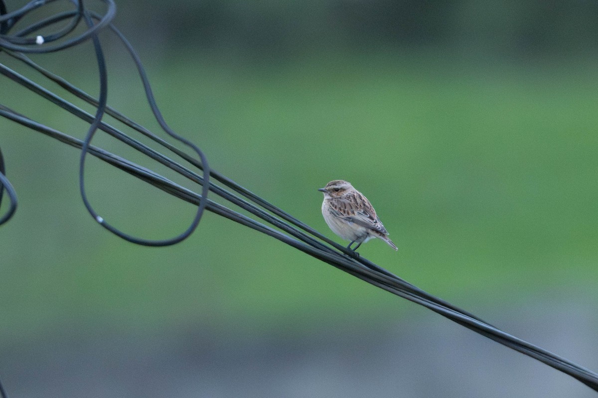 bramborníček hnědý - ML645720454