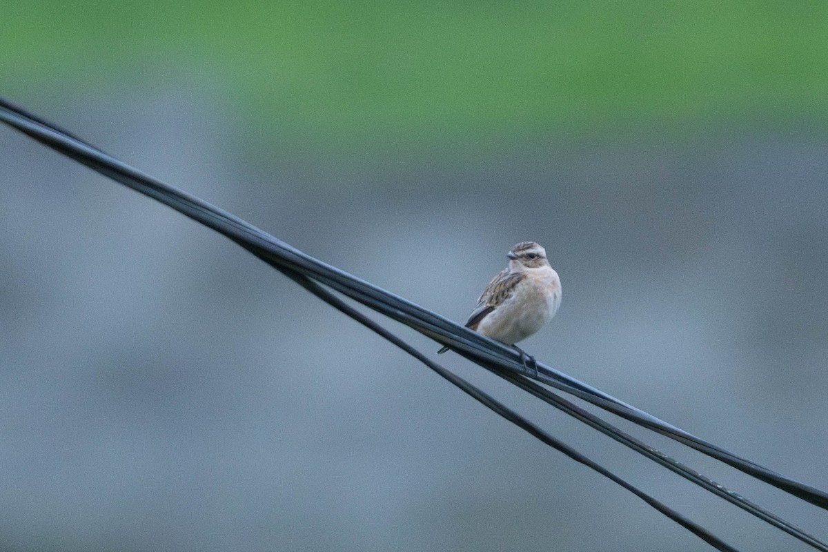 bramborníček hnědý - ML645720455