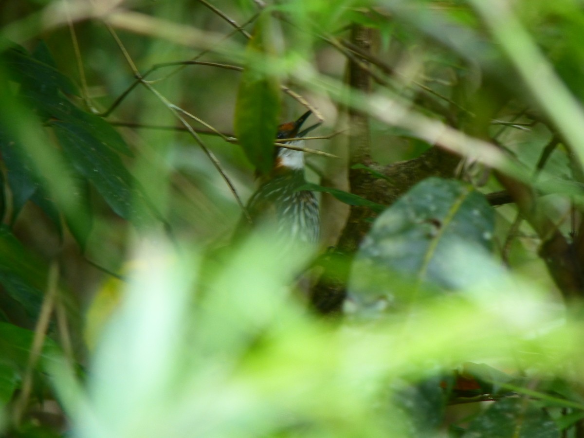 Falcated Wren-Babbler - ML645720456