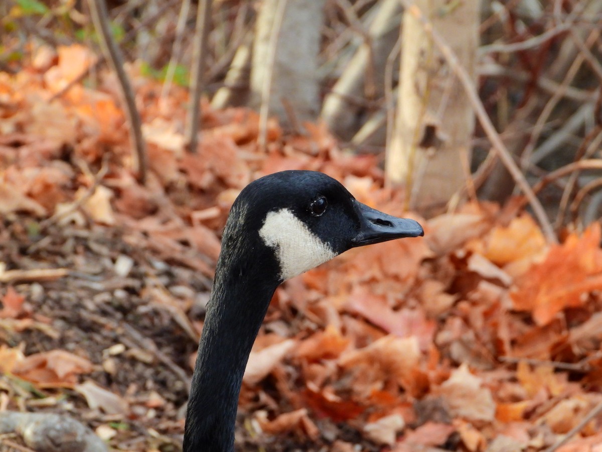 Канад галуу - ML645720457