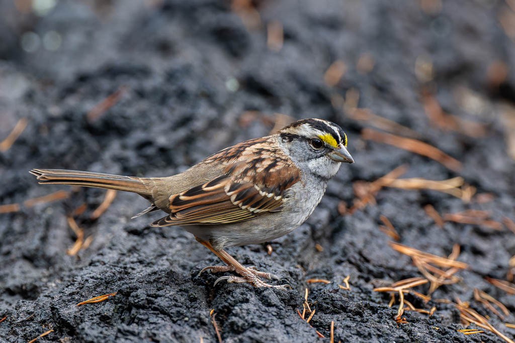 White-throated Sparrow - ML645720461