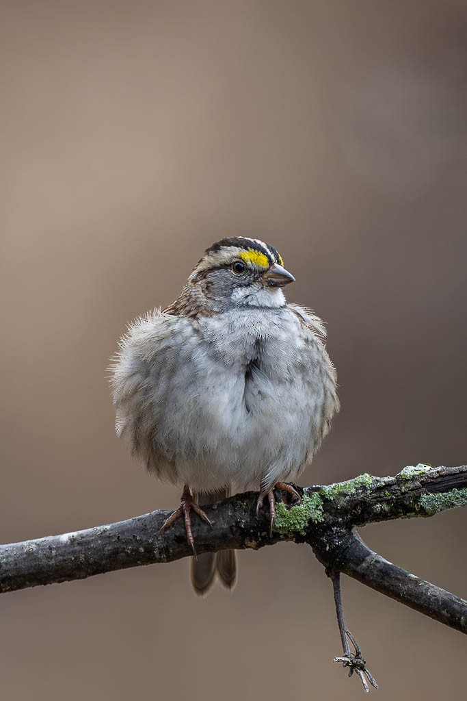 White-throated Sparrow - ML645720462