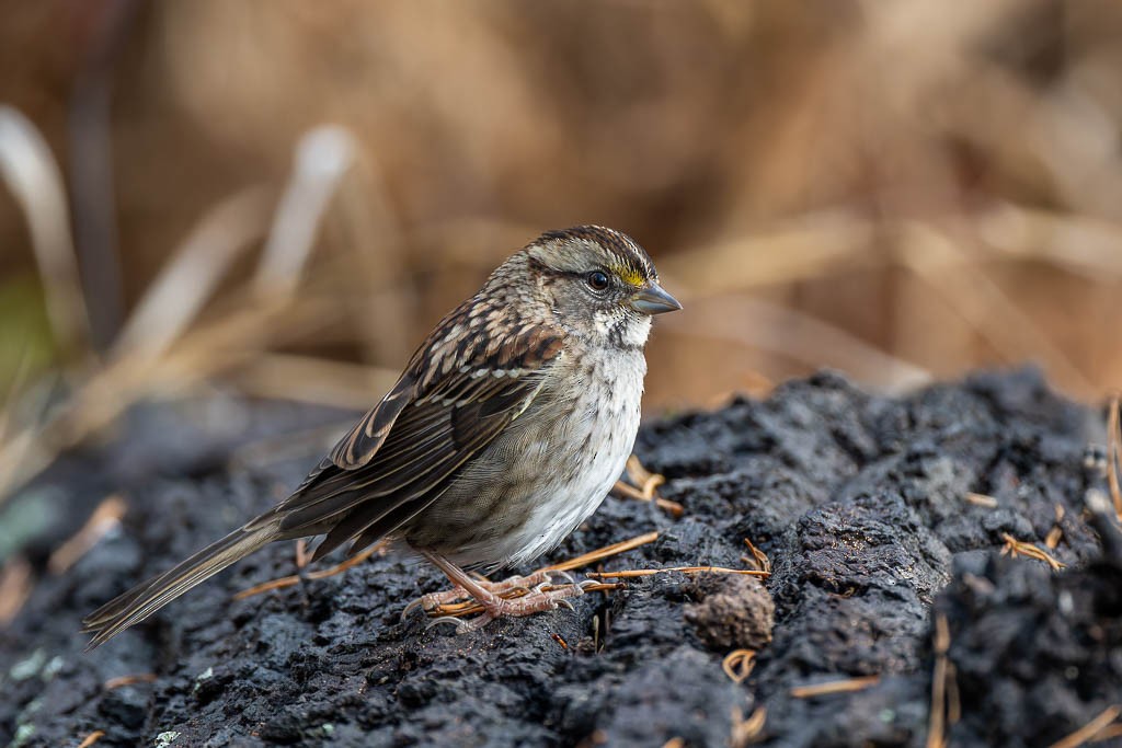 White-throated Sparrow - ML645720463