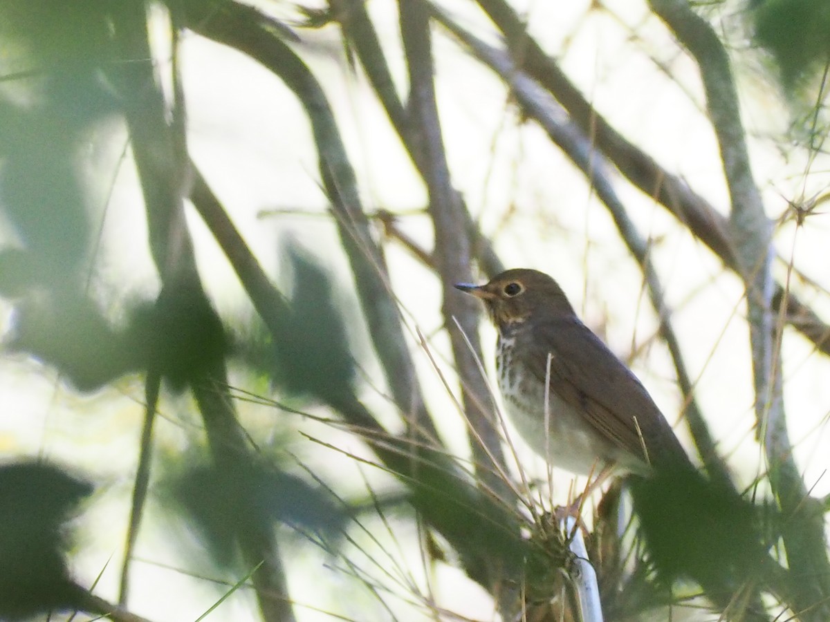 Swainson's Thrush - ML645720470