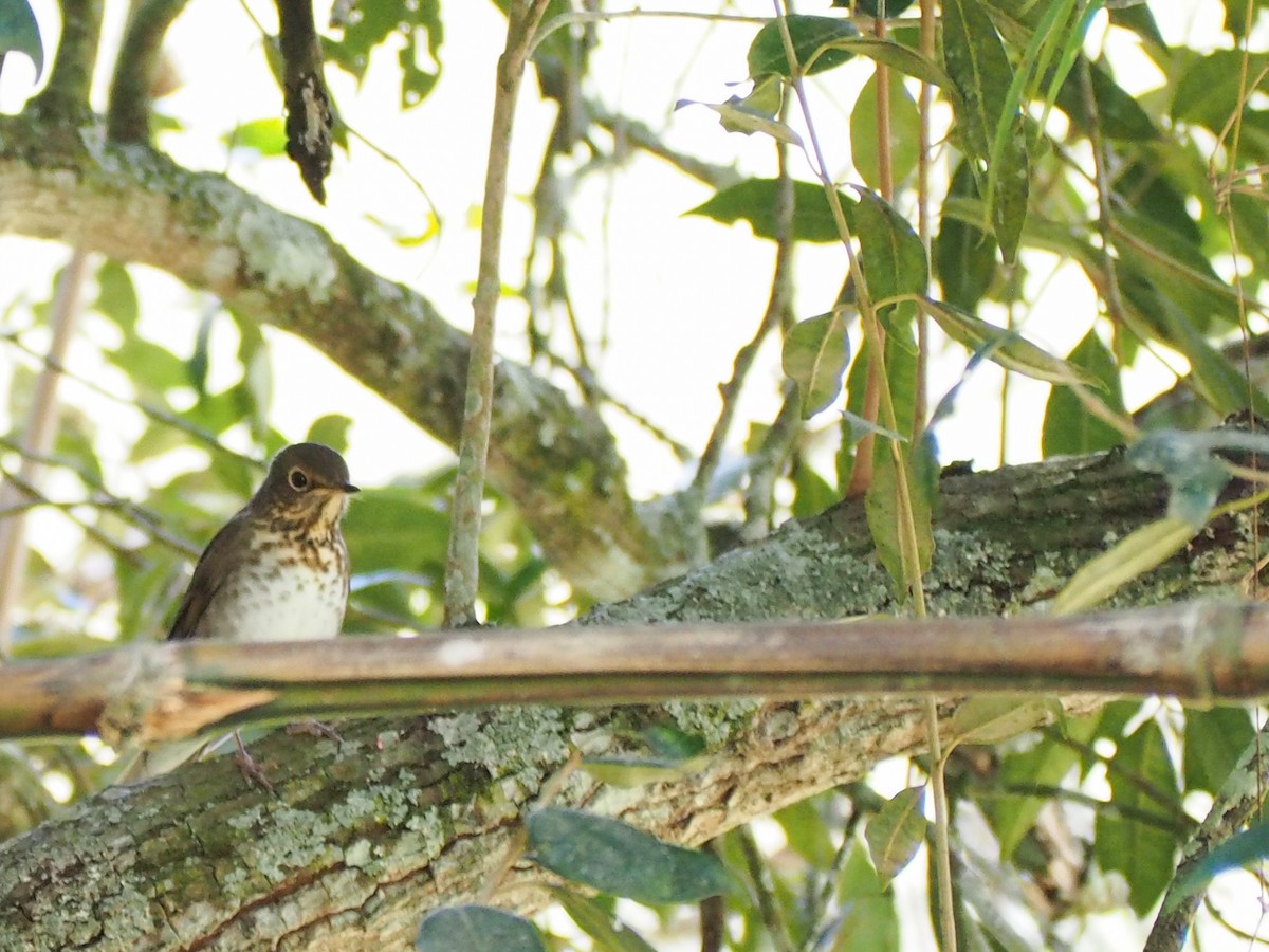 Swainson's Thrush - ML645720471