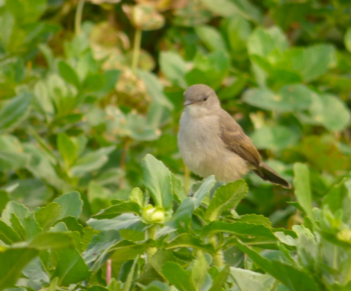 Sooty Tyrannulet - ML645720472