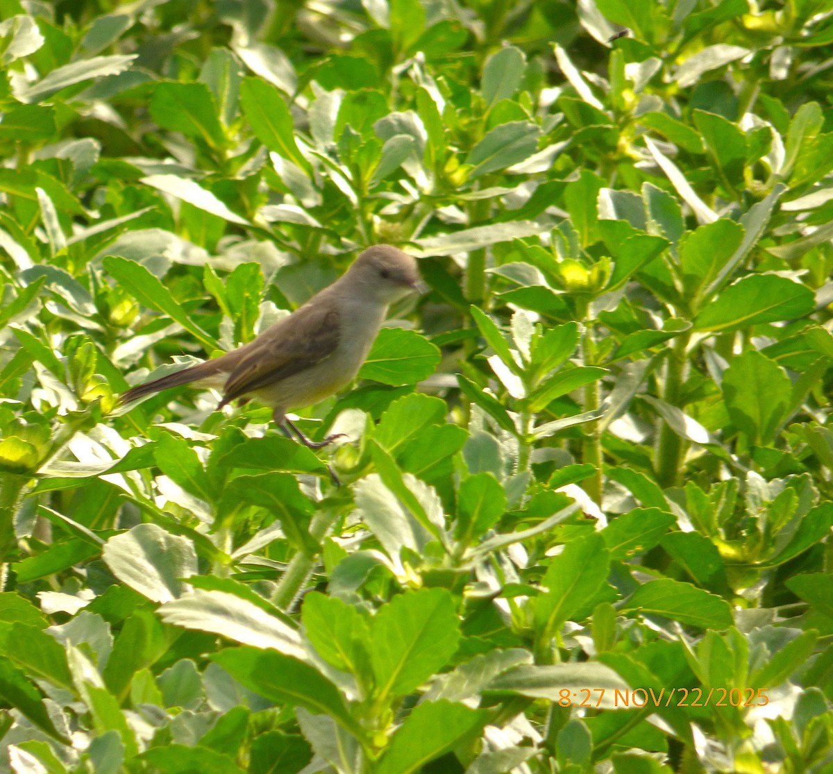 Sooty Tyrannulet - ML645720474
