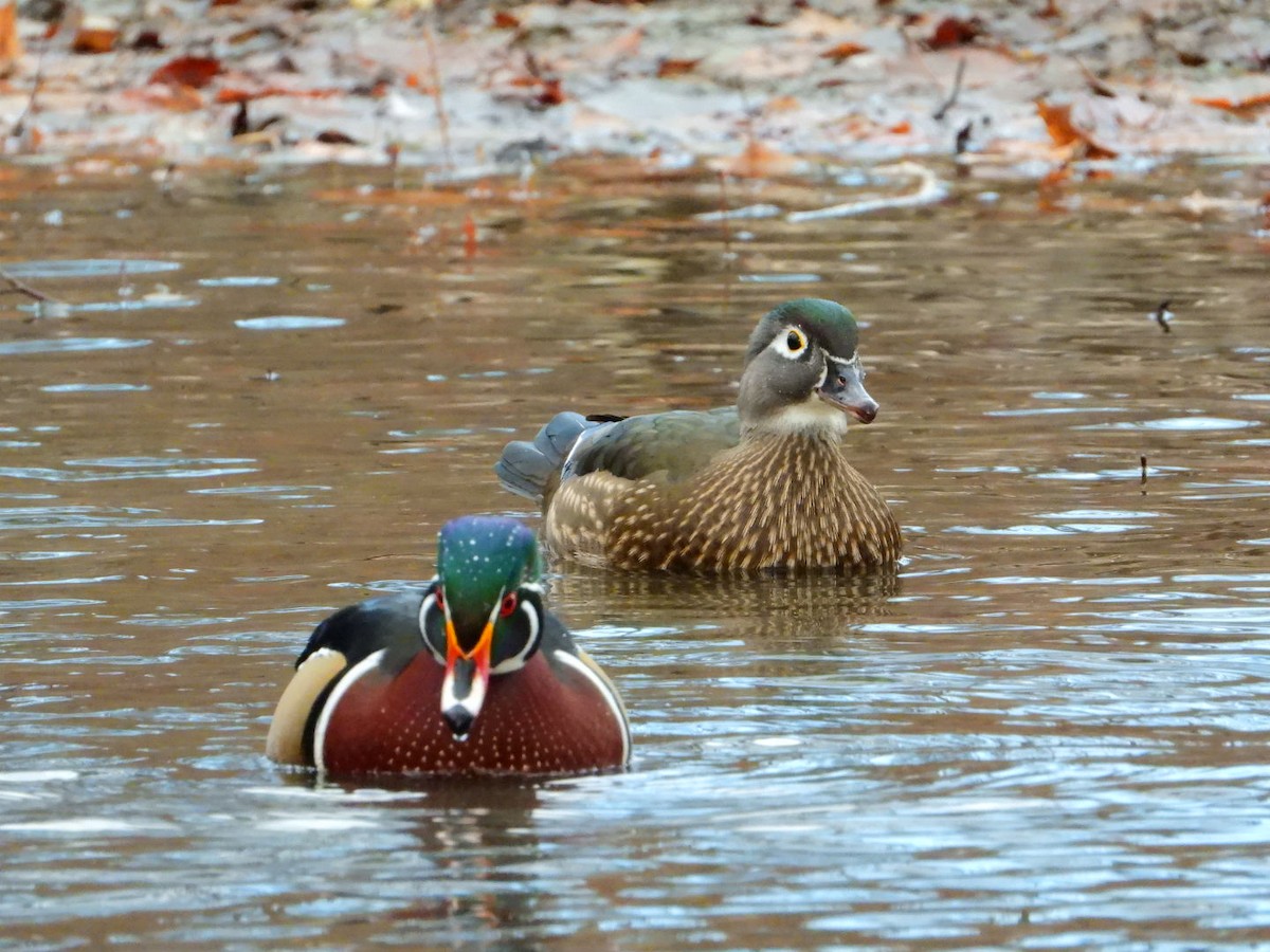 Wood Duck - ML645720478
