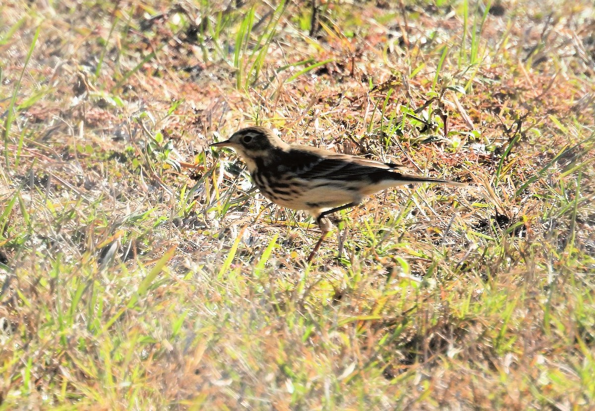 Bisbita Norteamericano - ML645720479