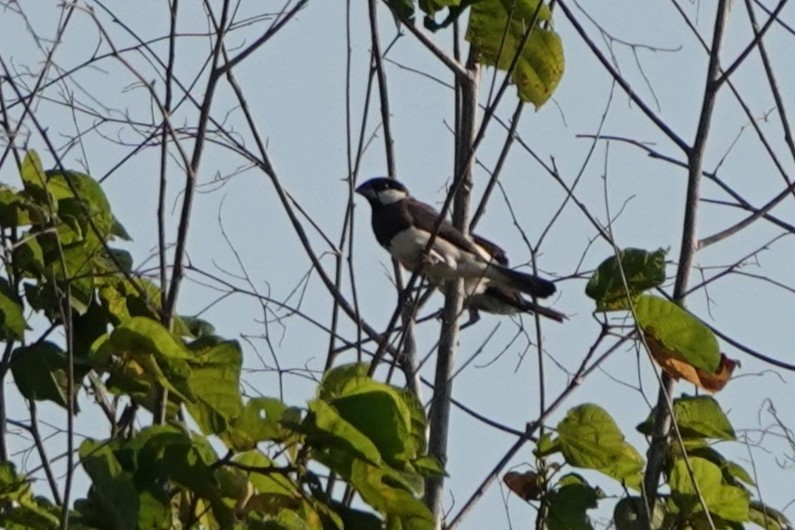 Timor Sparrow - ML645720494