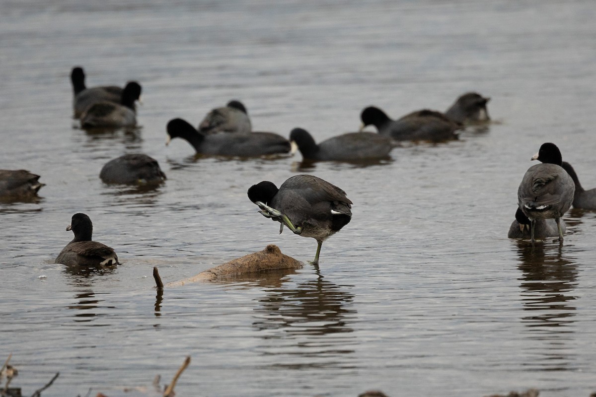 American Coot - ML645720497