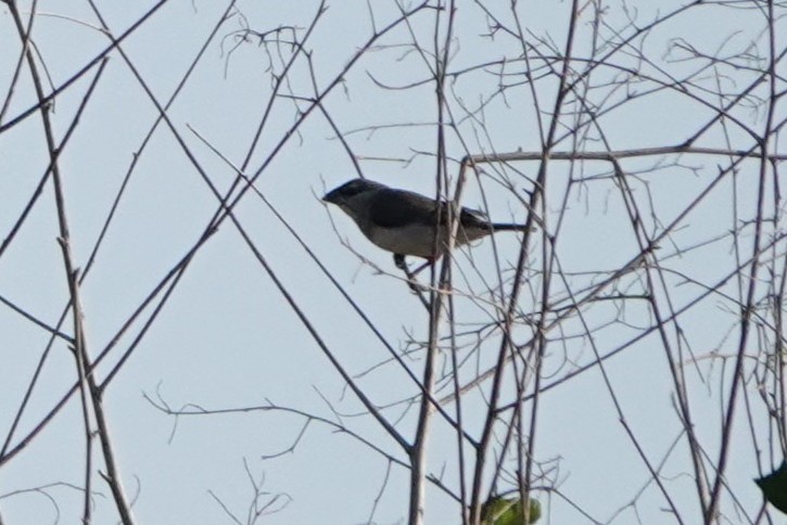 Timor Sparrow - ML645720501