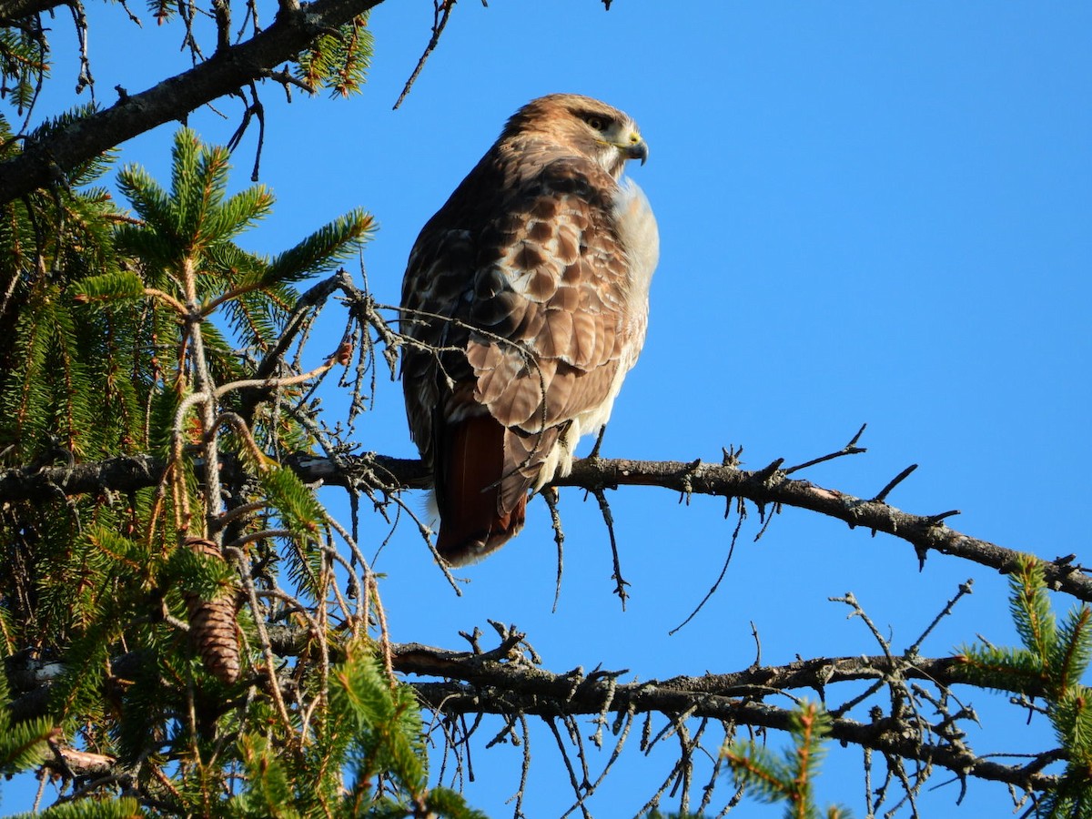 Red-tailed Hawk - ML645720513