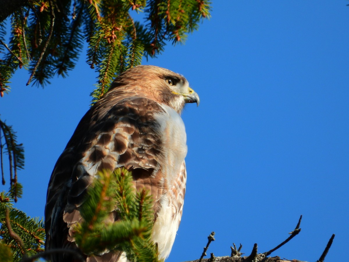 Red-tailed Hawk - ML645720514