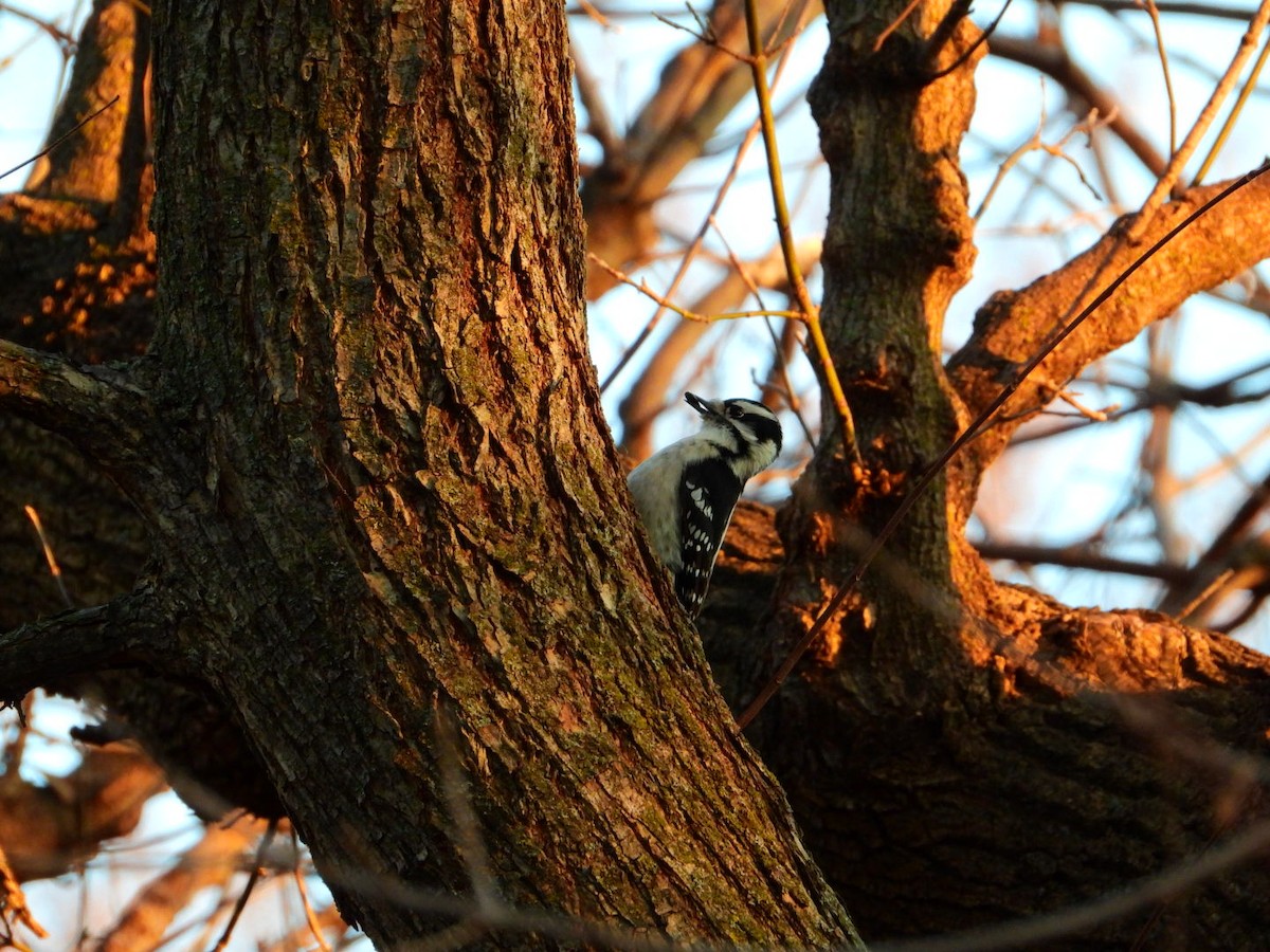 Downy Woodpecker - ML645720524