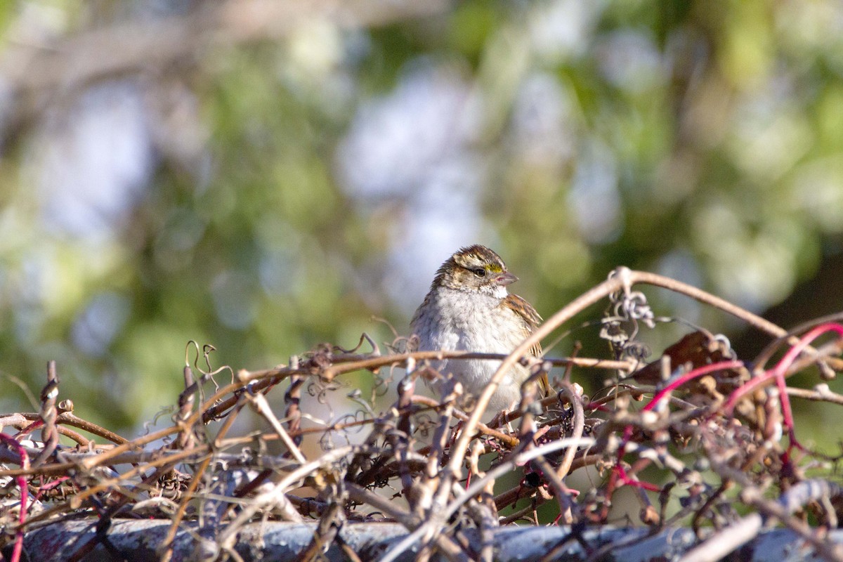 White-throated Sparrow - ML645720528