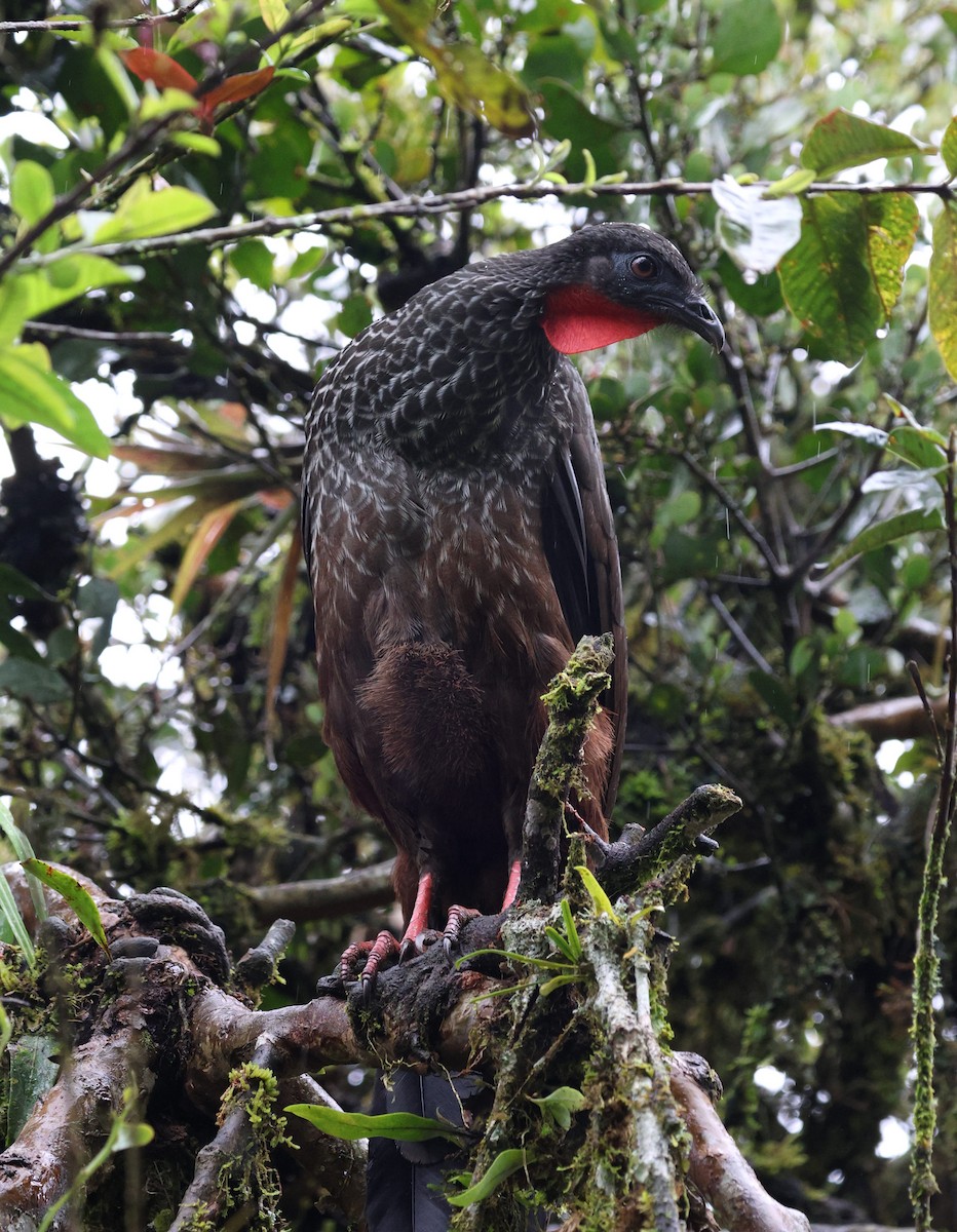 Pénélope du Cauca - ML645720534
