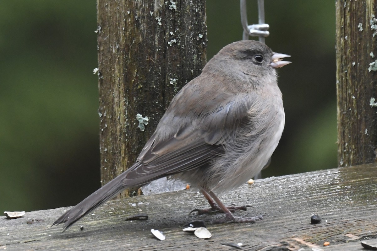 Dark-eyed Junco - ML645720539