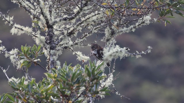 Andean Pygmy-Owl - ML645720540