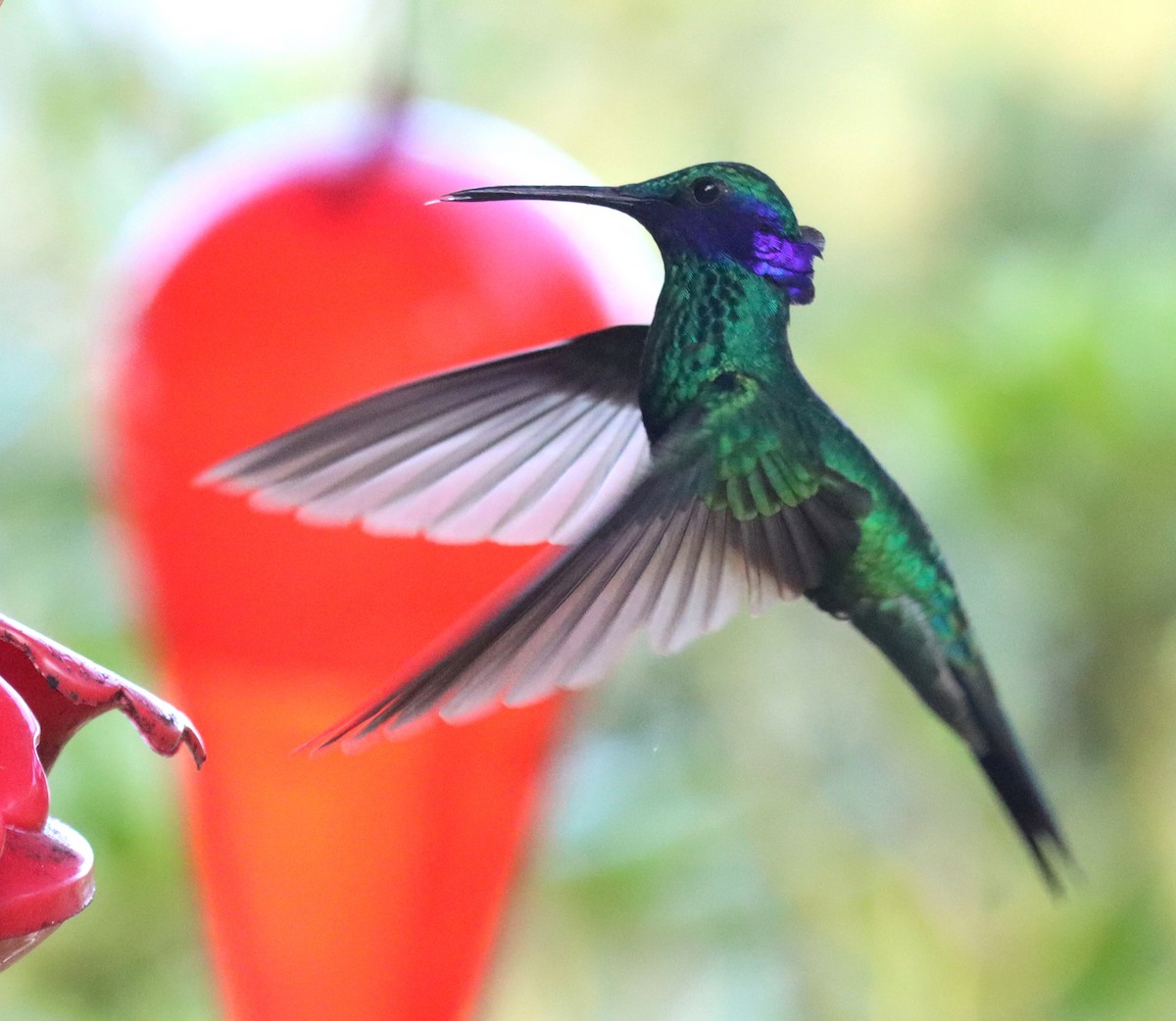 fiolørekolibri - ML645720542