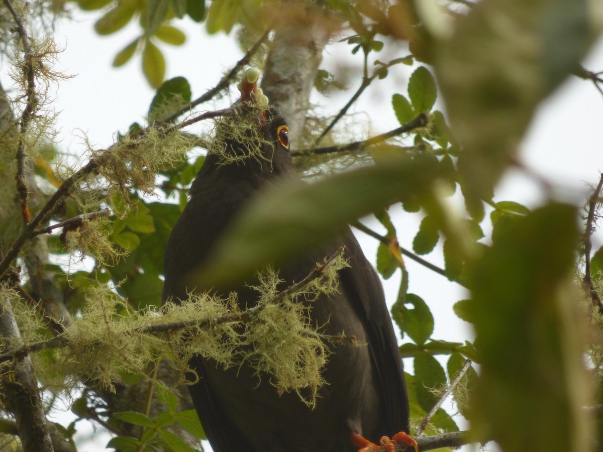 Great Thrush - ML645720544