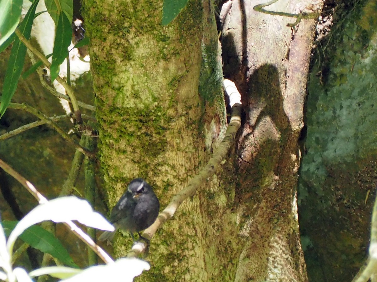 Blackish Chat-Tyrant - ML645720547