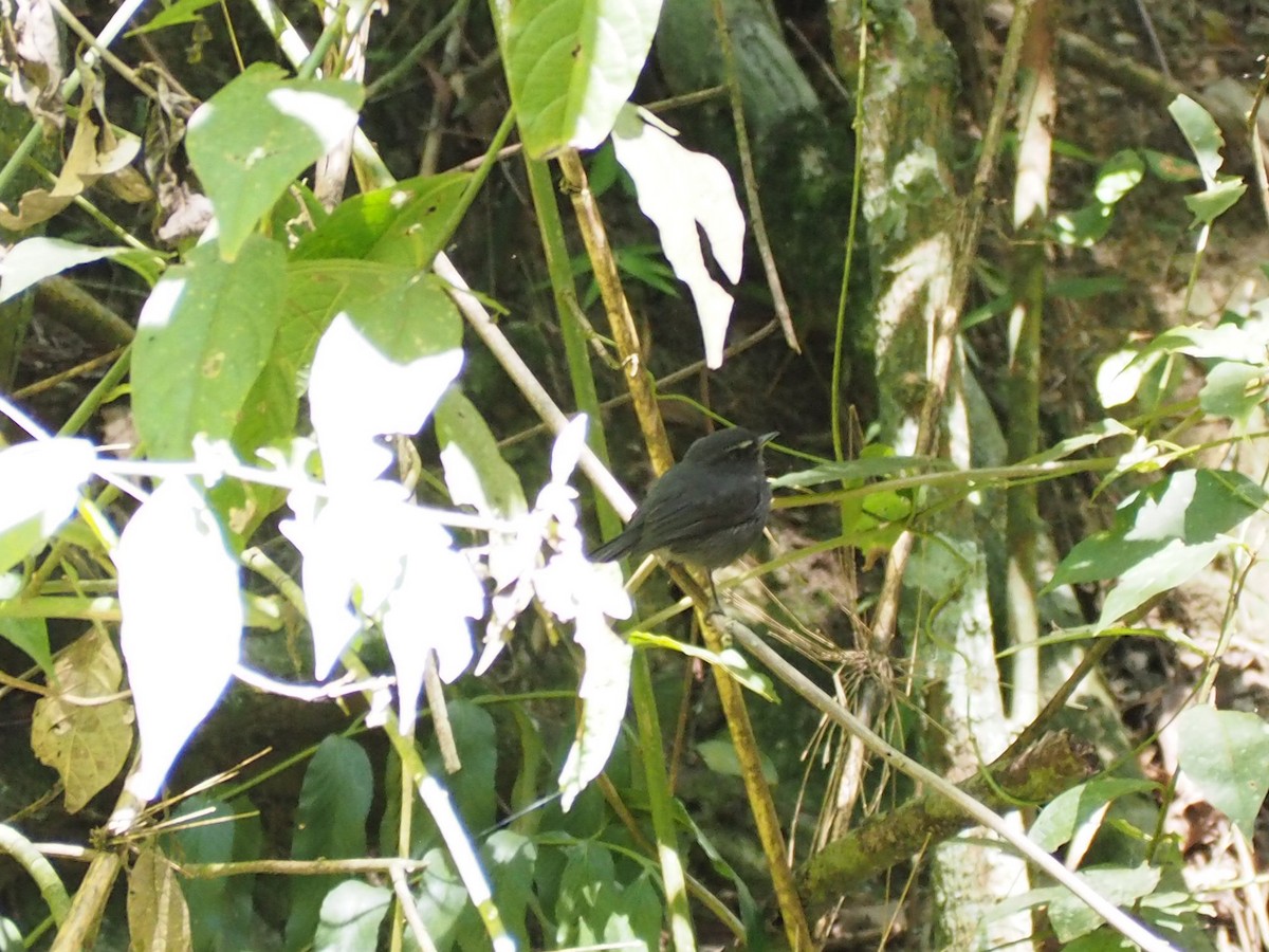 Blackish Chat-Tyrant - ML645720548