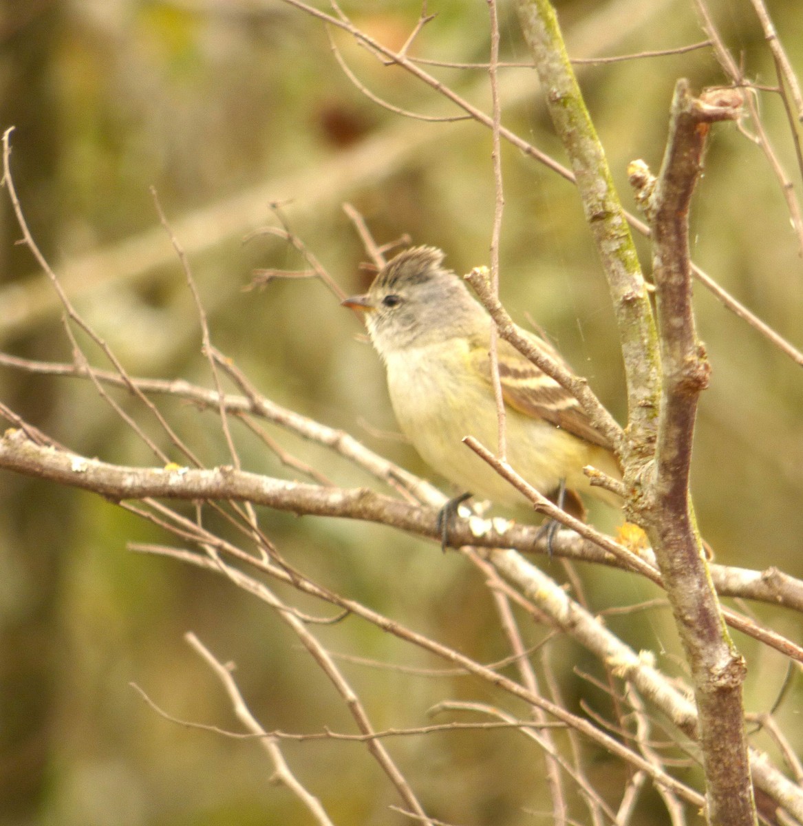 Southern Beardless-Tyrannulet - ML645720553