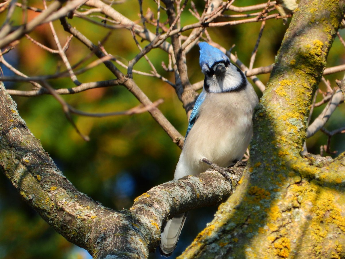 Blue Jay - ML645720554