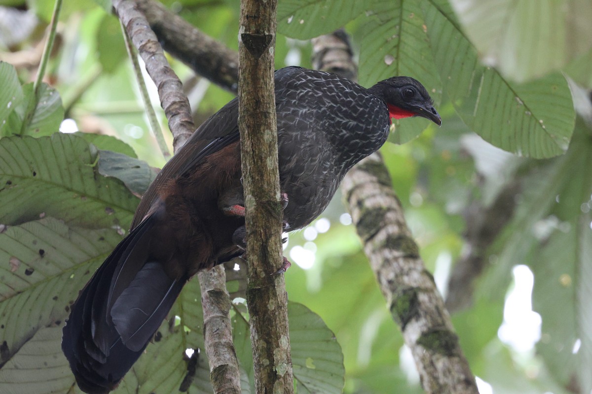 Pénélope du Cauca - ML645720566
