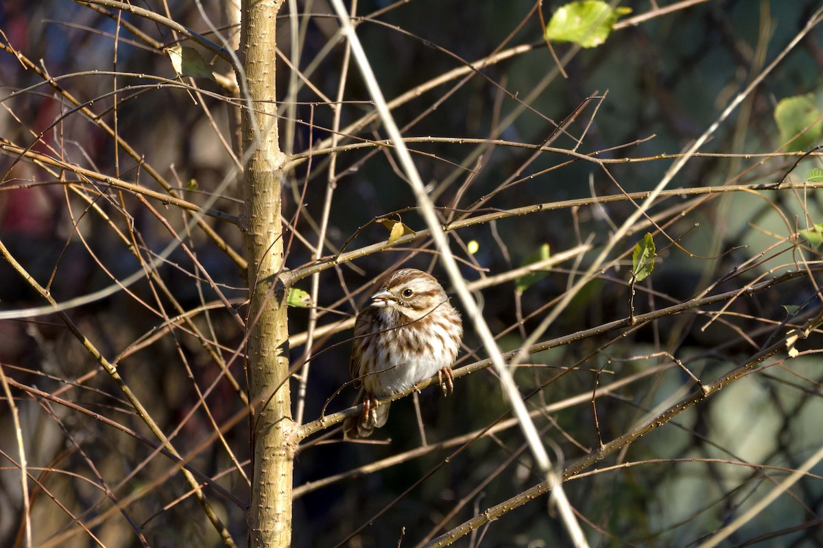 Song Sparrow - ML645720568