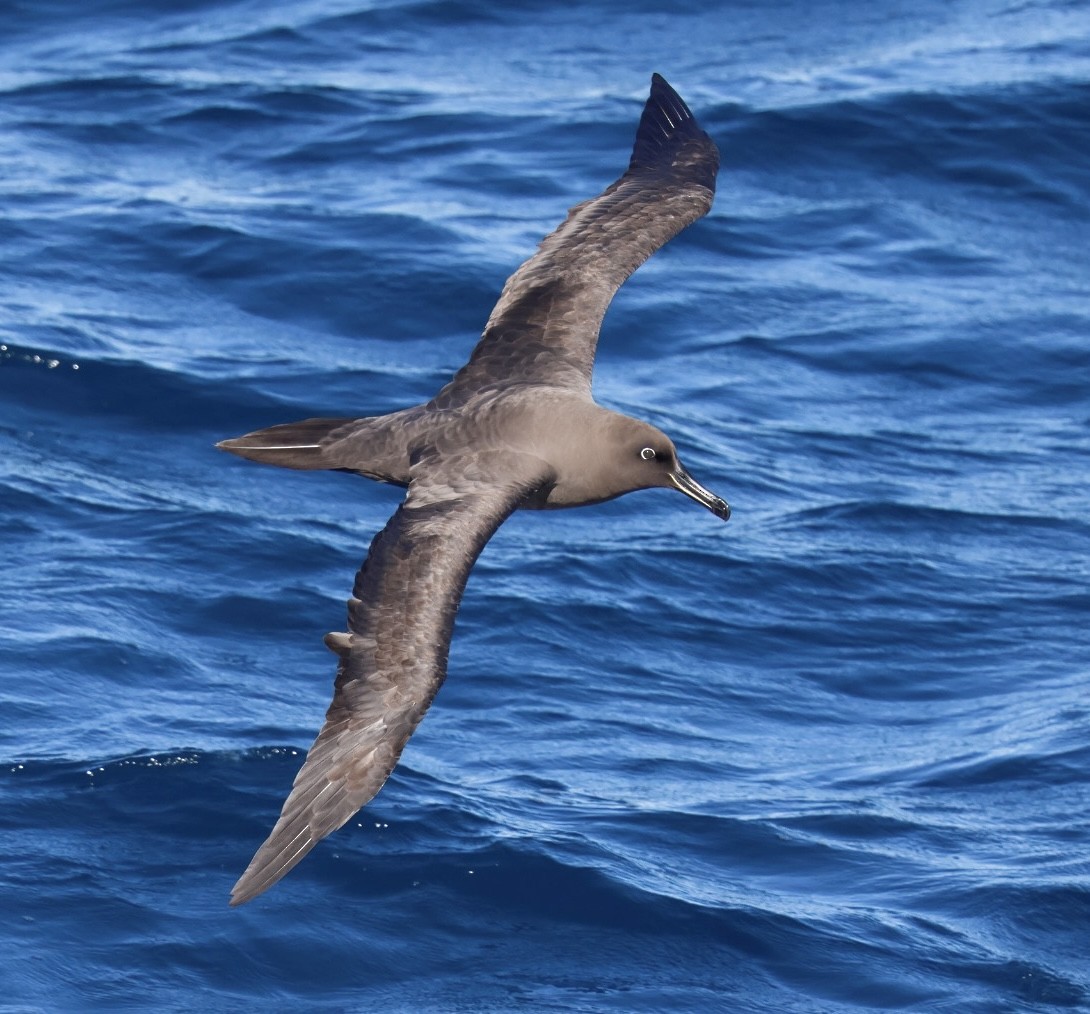 Sooty Albatross - ML645720573