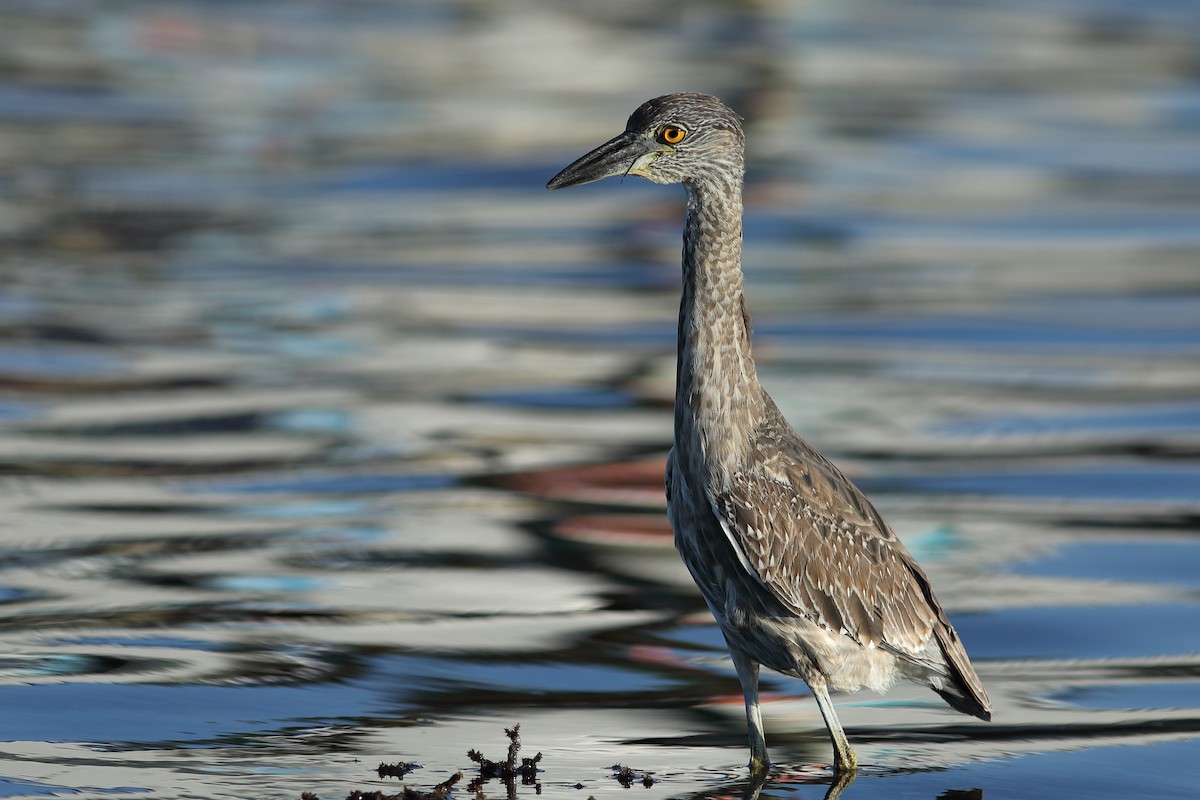 Sarı Tepeli Gece Balıkçılı - ML645720576