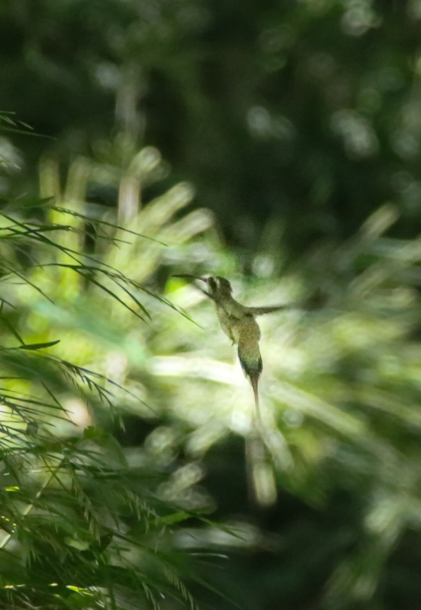 Ерміт світлочеревий - ML645720587