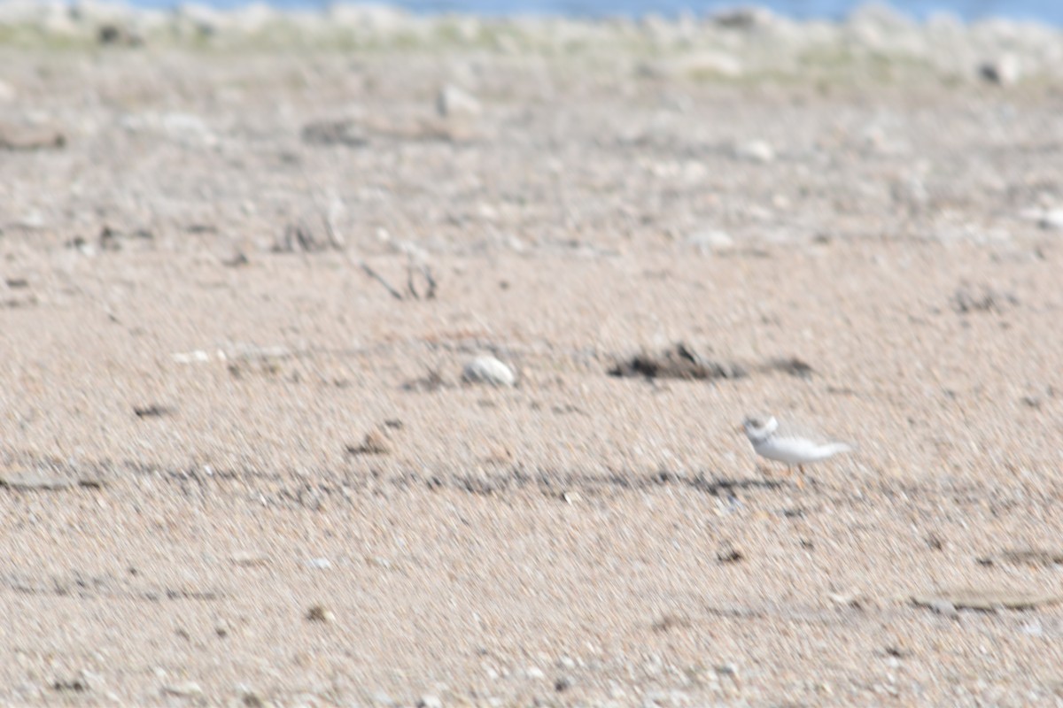 Flötenregenpfeifer - ML645720593