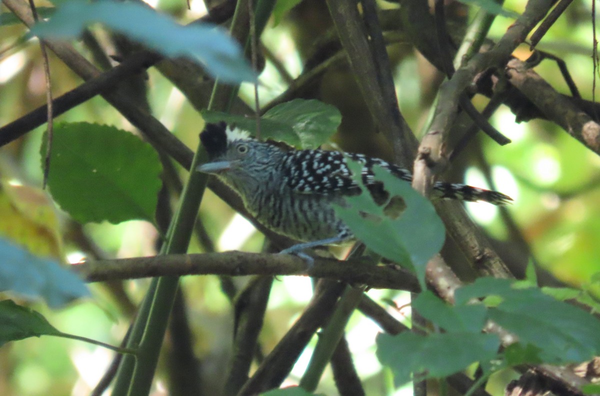 Barred Antshrike - ML645720604