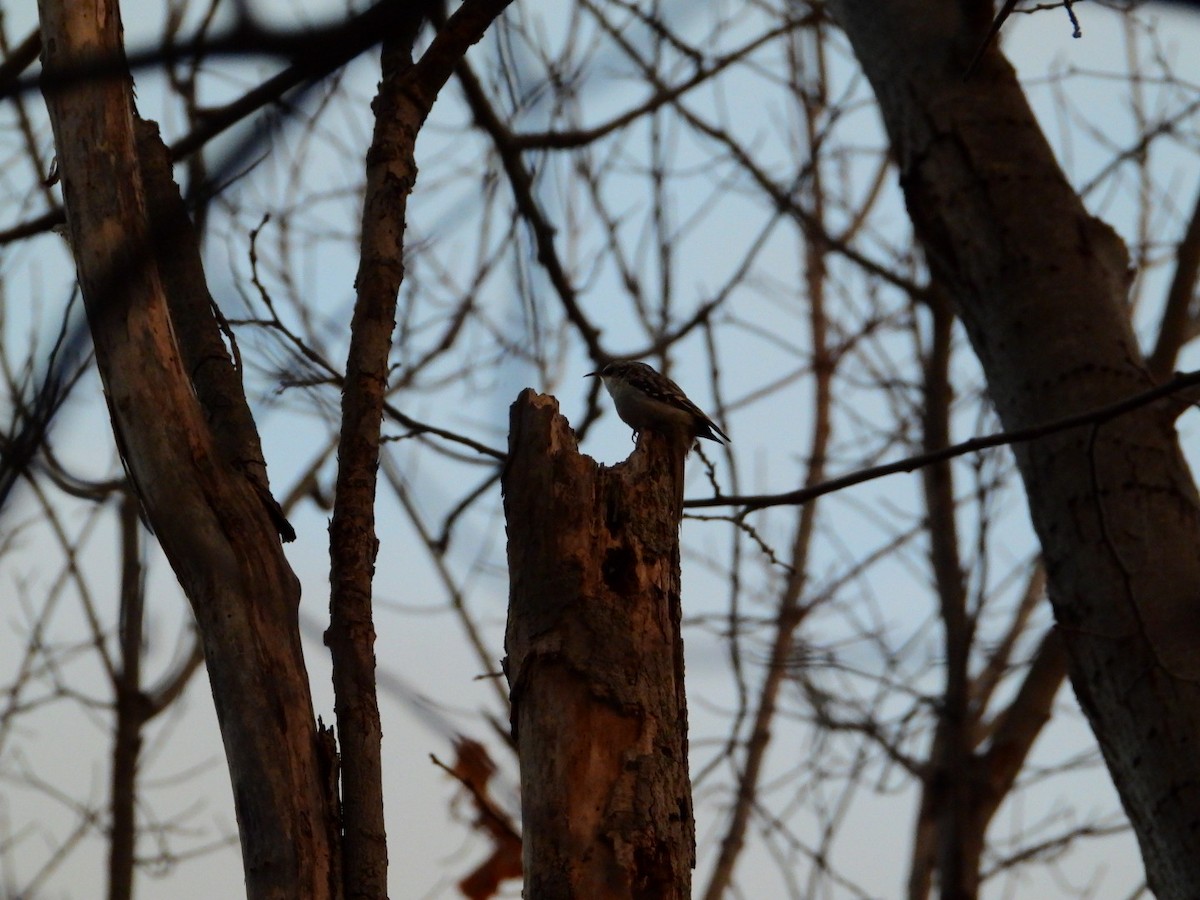 Brown Creeper - ML645720606