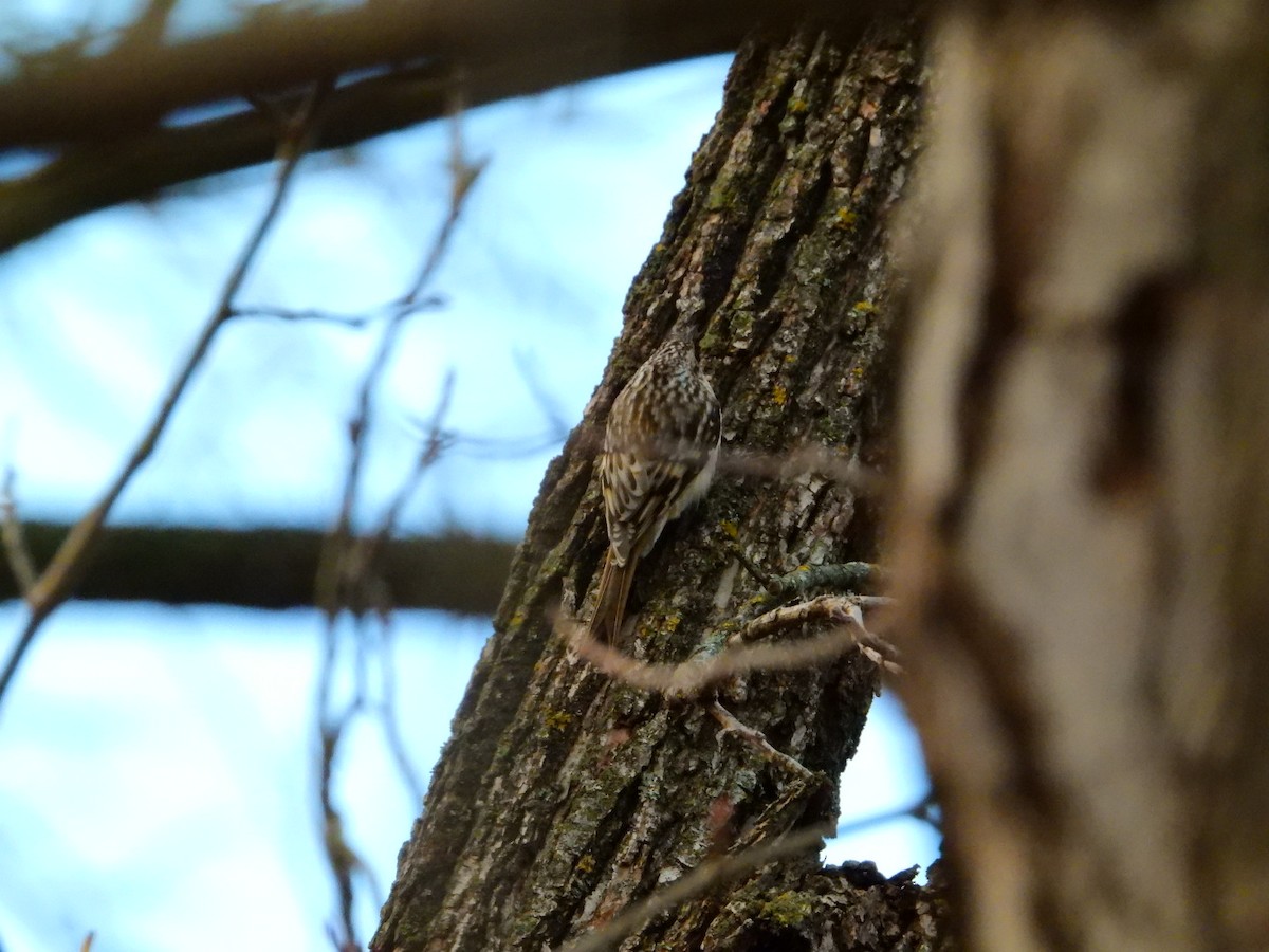 Brown Creeper - ML645720607
