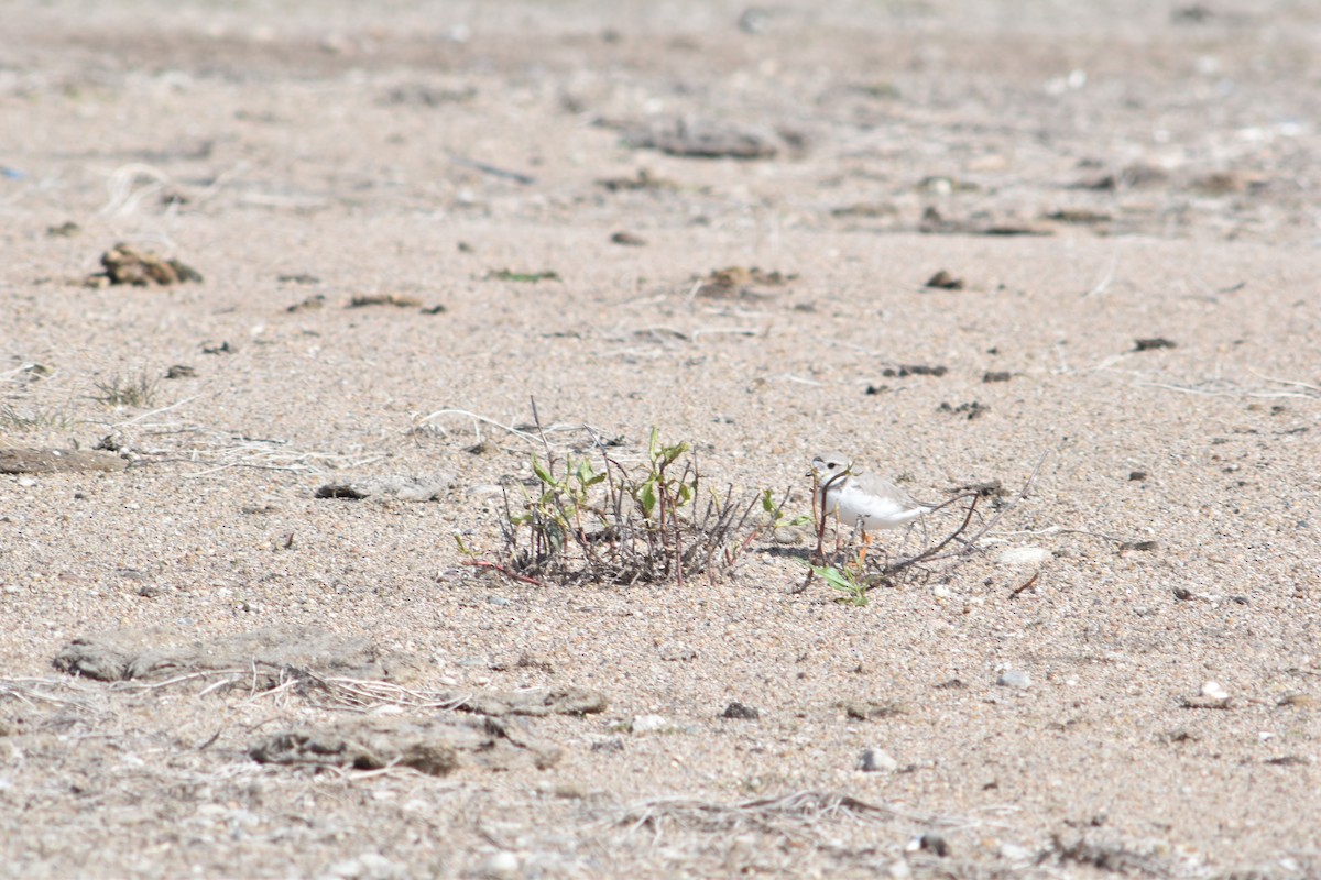 Flötenregenpfeifer - ML645720614