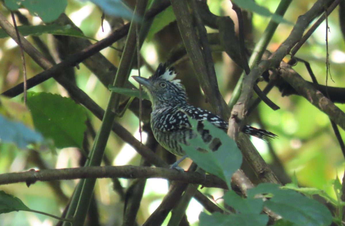 Barred Antshrike - ML645720615
