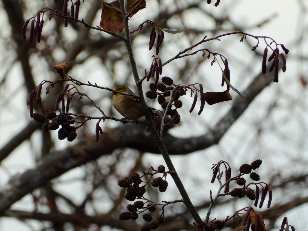 American Goldfinch - ML645720620