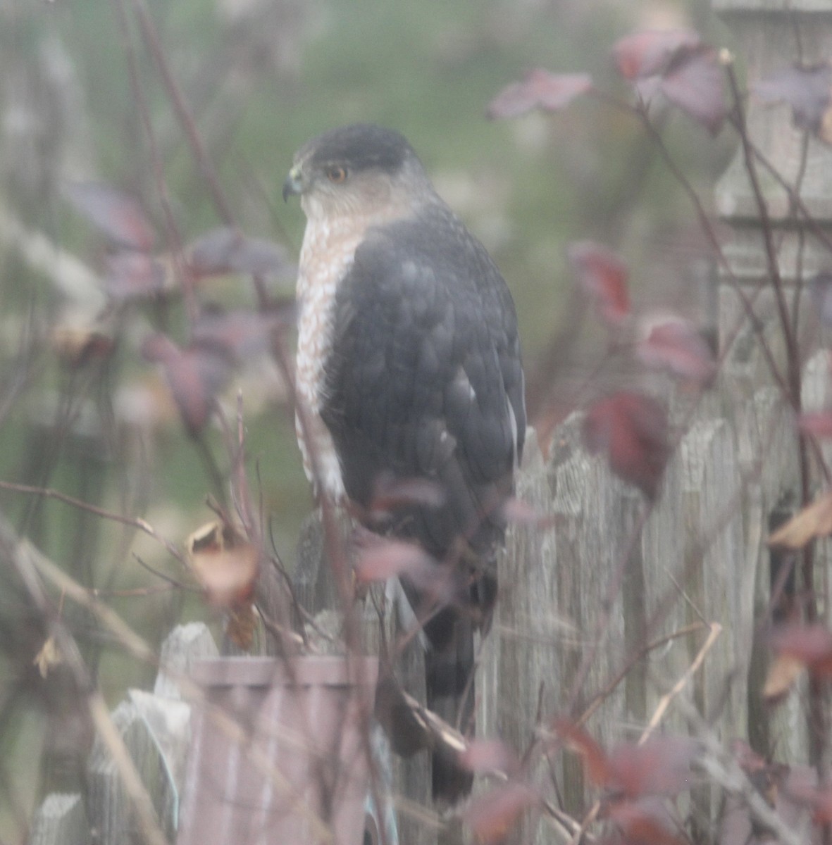 Cooper's Hawk - ML645720625