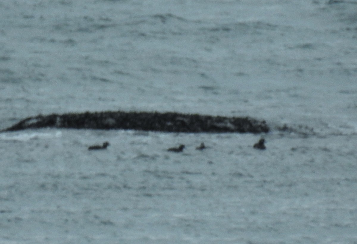 Harlequin Duck - ML645720626
