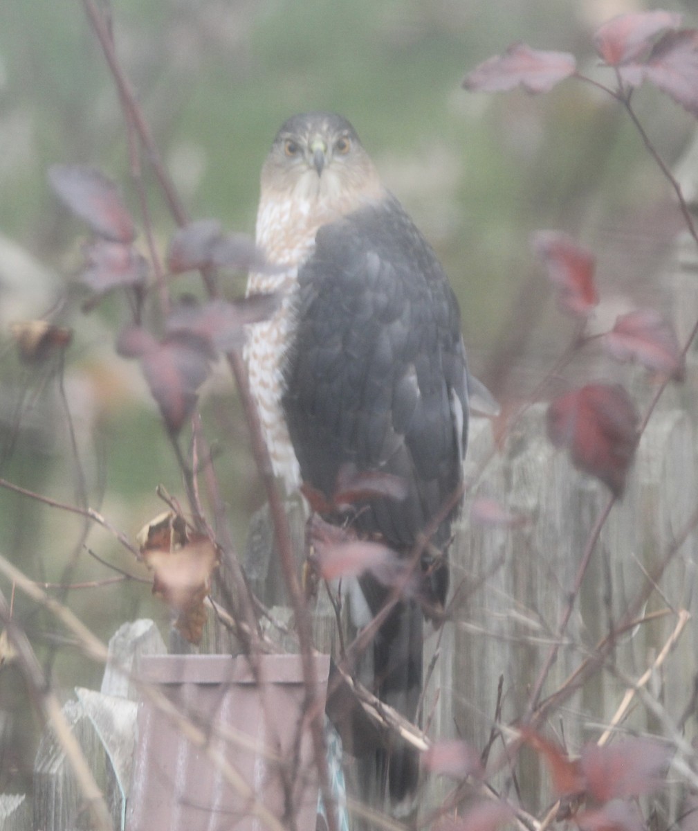 Cooper's Hawk - ML645720628