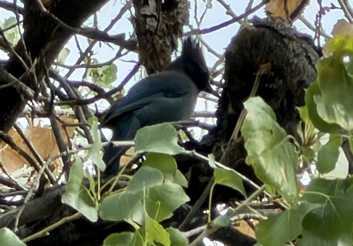 Steller's Jay - ML645720632