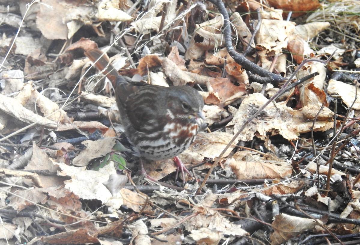Fox Sparrow - ML645720642