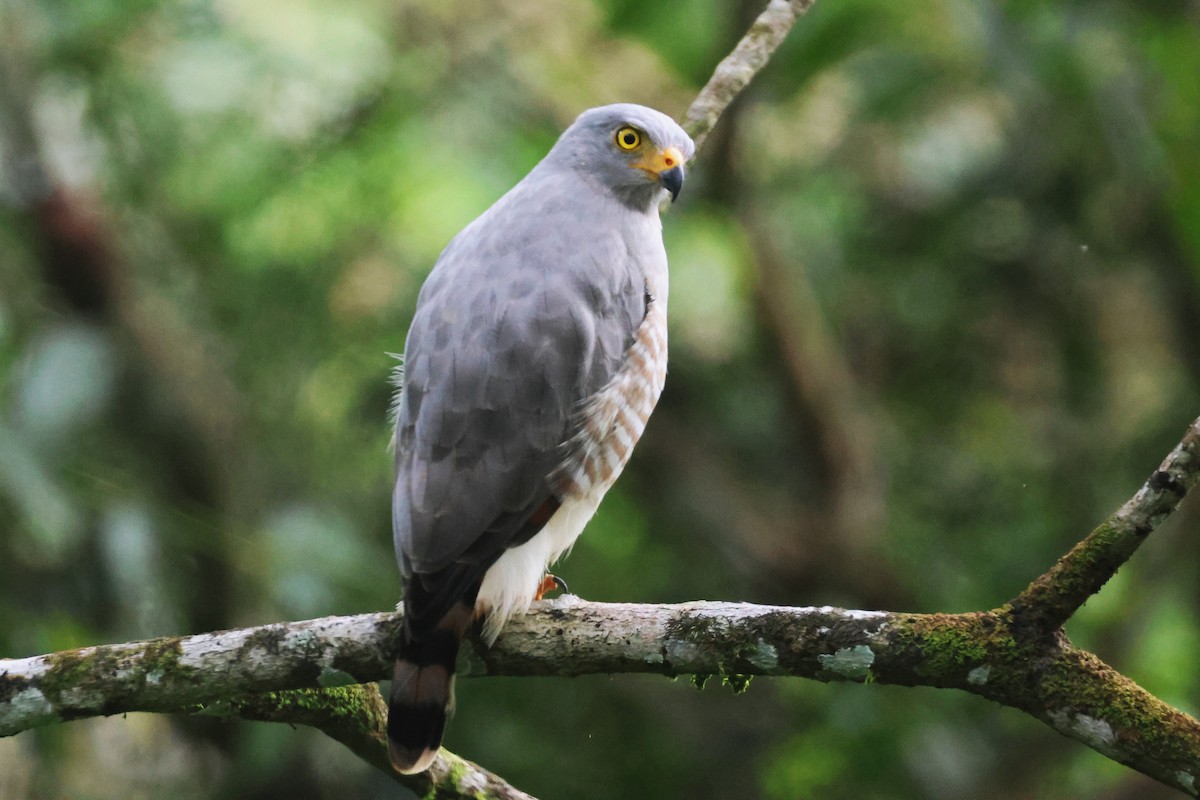 káně krahujová - ML645720643