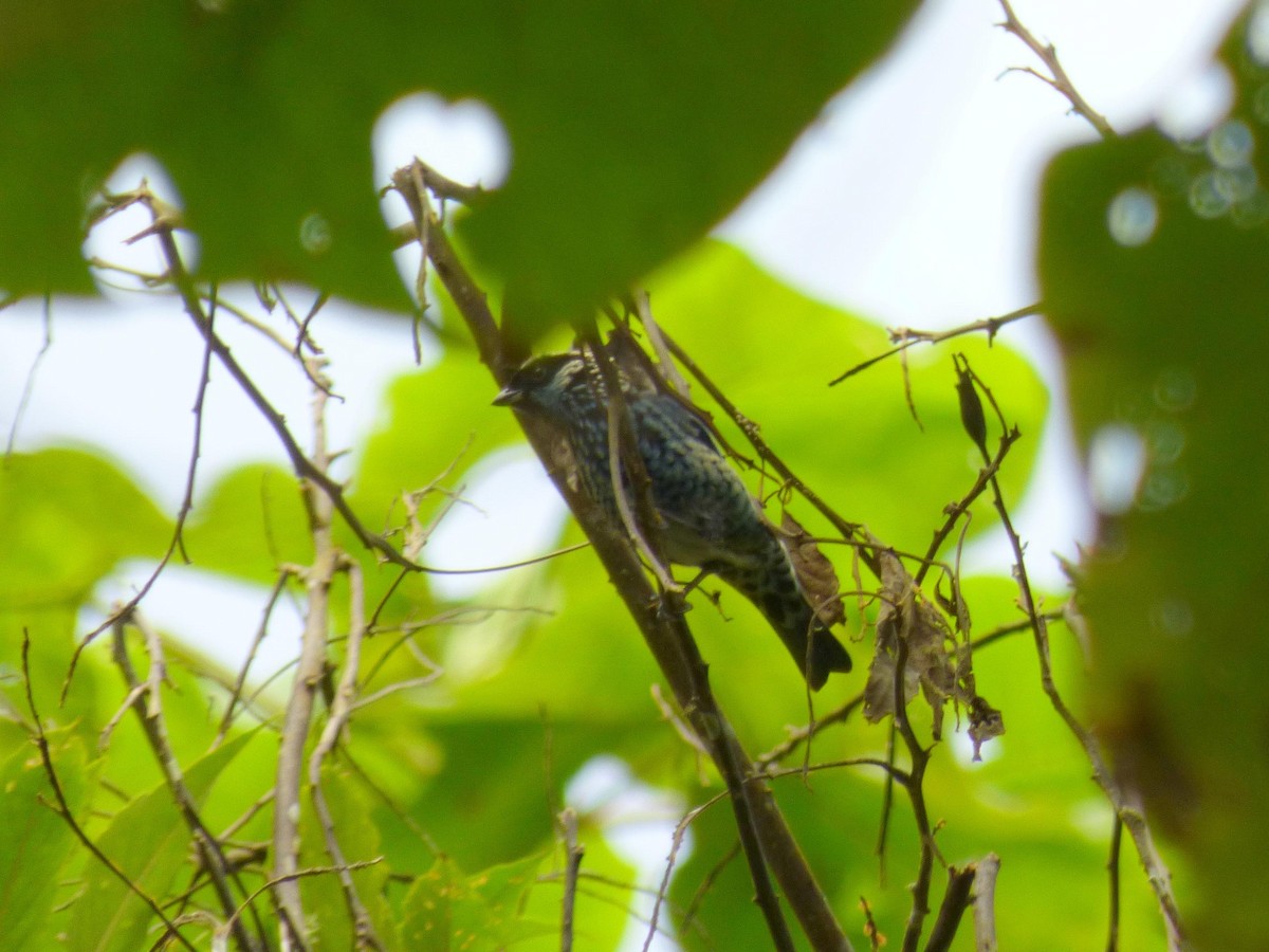Beryl-spangled Tanager - ML645720650