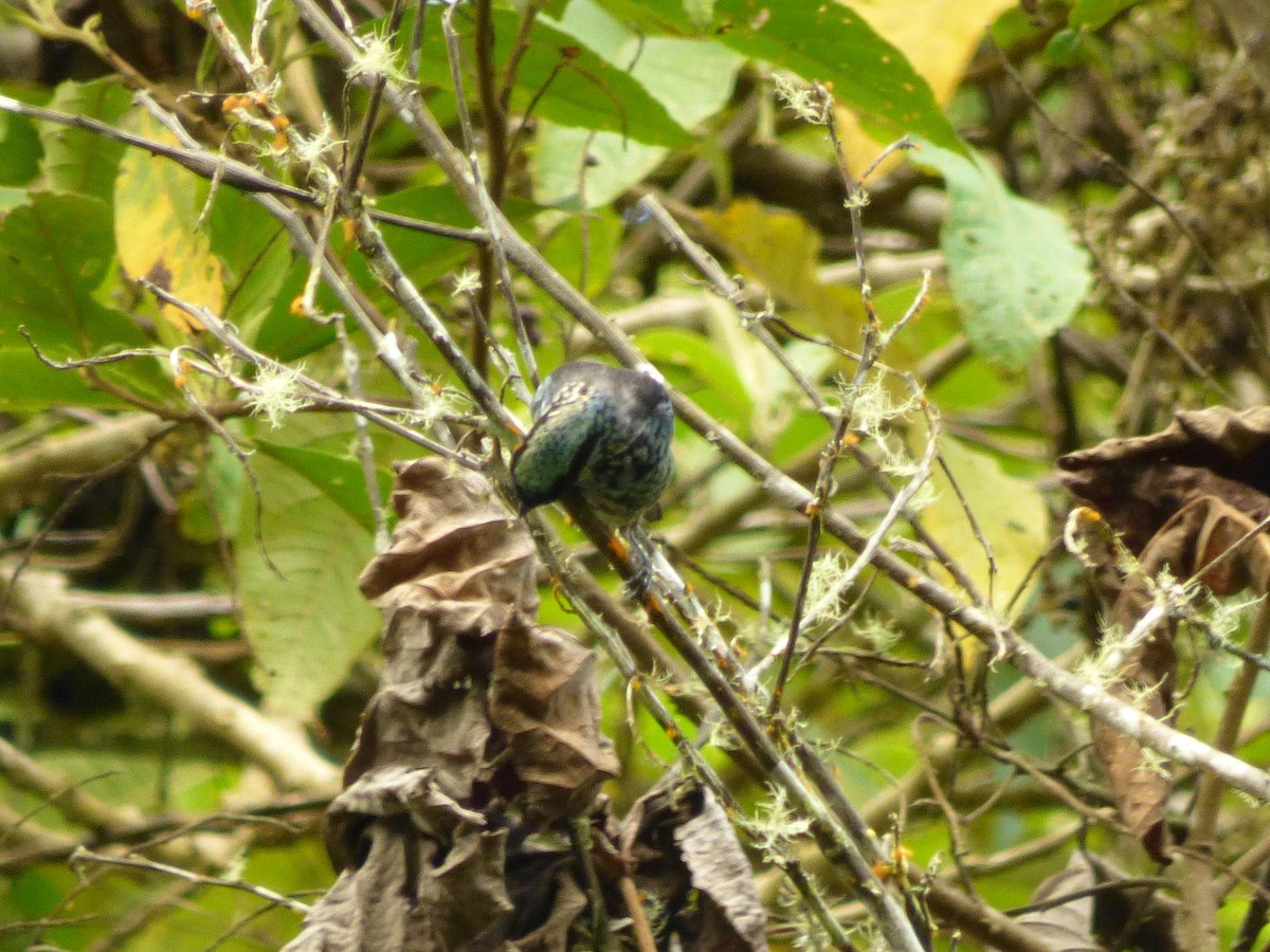 Beryl-spangled Tanager - ML645720651